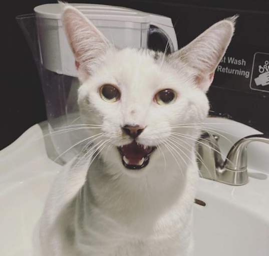 Photo of Atlas (bonded to Basil)