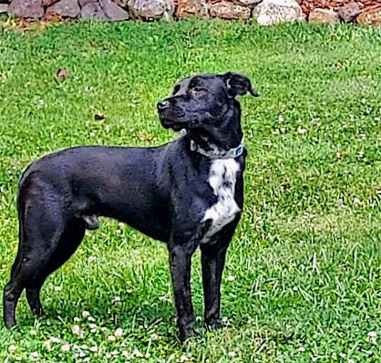 Photo of Charlie