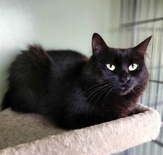 Photo of C202 Litter Mom Cocoa