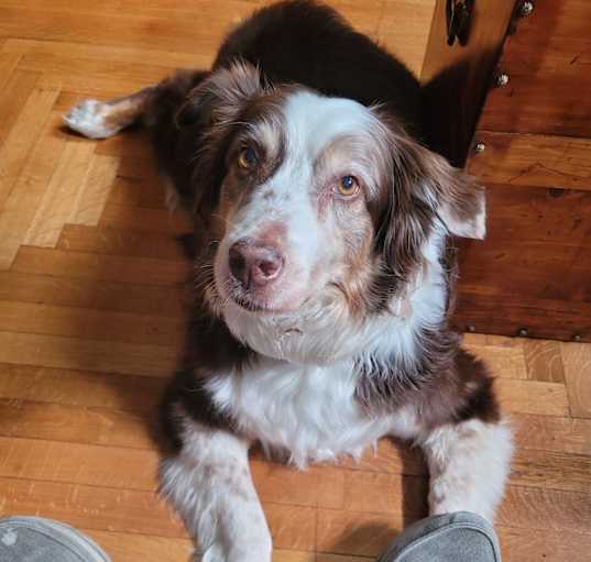 Photo of Finnegan 