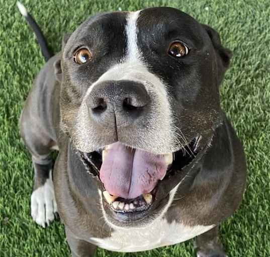 Photo of Bentley