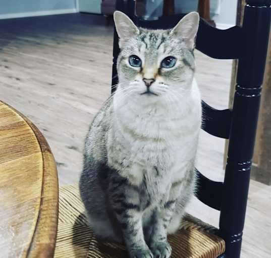 Photo of Cleo