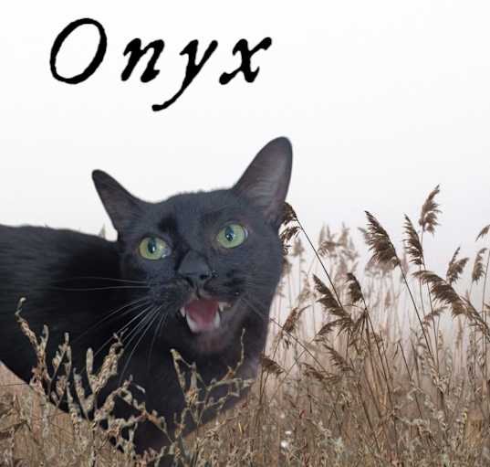 Photo of Onyx