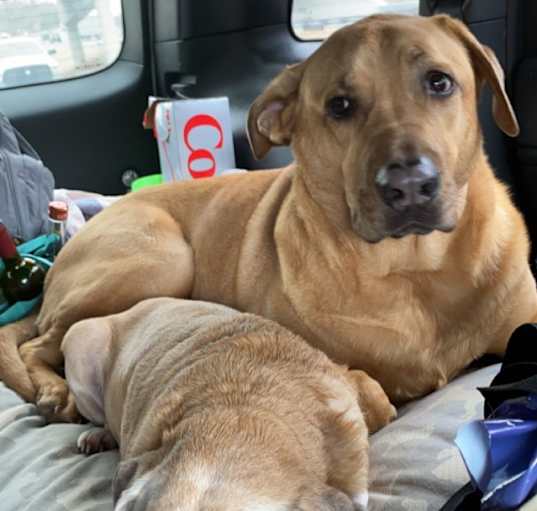 Photo of Samson