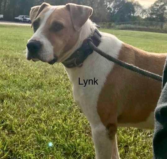 Photo of Lynk