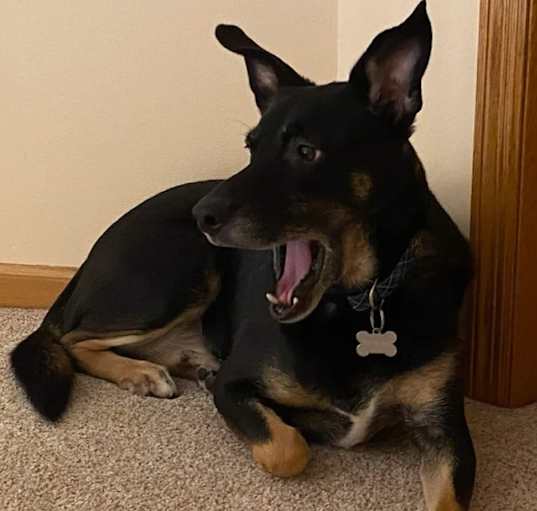 Photo of Gunner