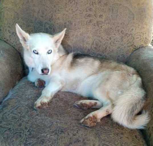 Photo of Luna