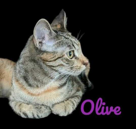 Photo of Olive