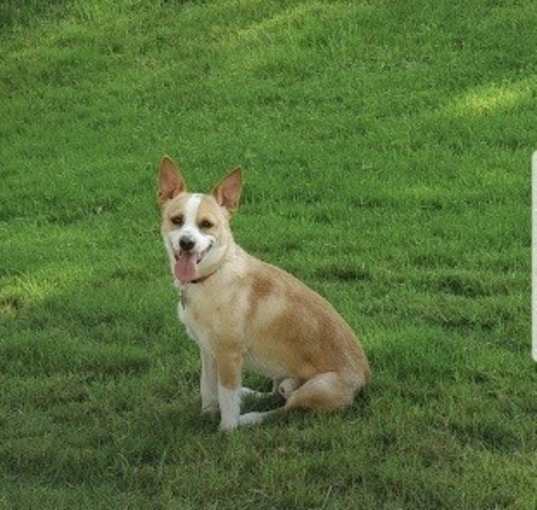 Photo of Sweet Oliver