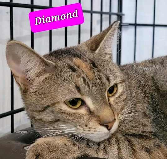 Photo of Diamond