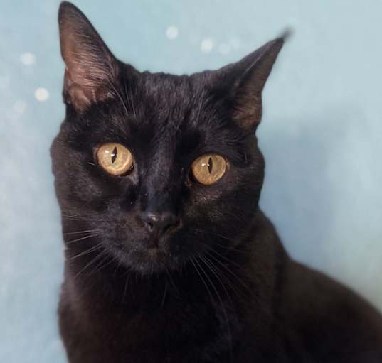 Photo of Midnight