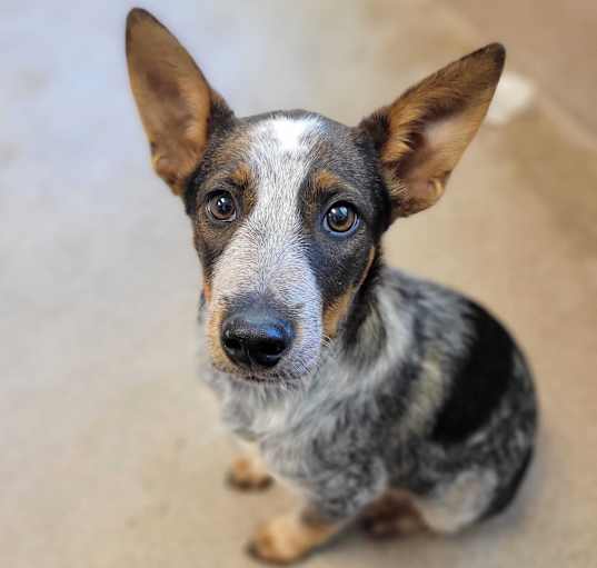 Photo of Koa