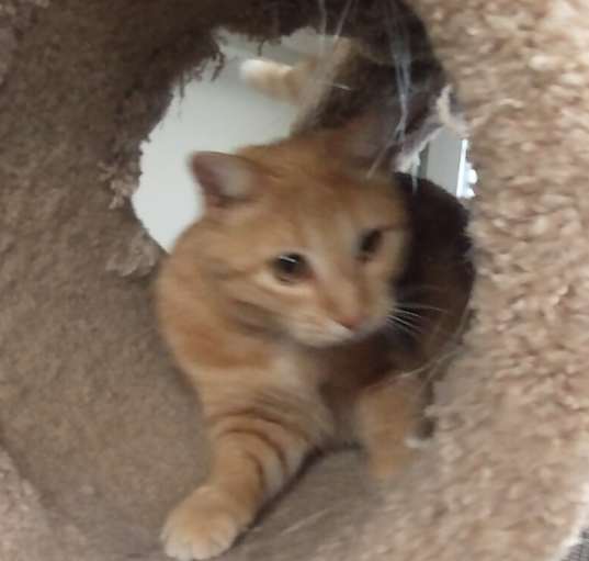 Photo of Pumpkin