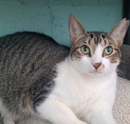Photo of Tulip