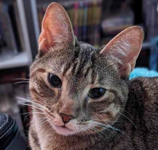 Photo of Lolly