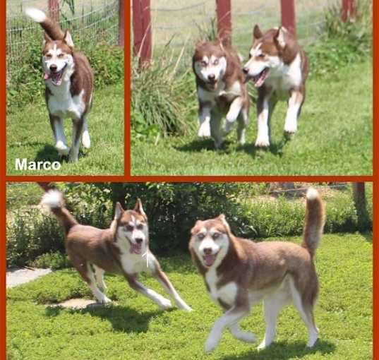 Photo of Marco