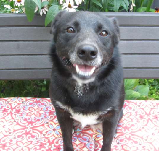 Photo of Stella