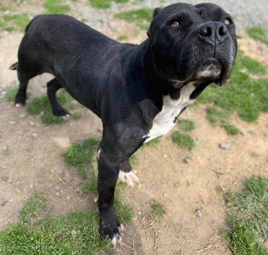 Photo of Atlas