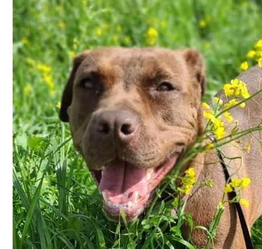 Photo of Mocha