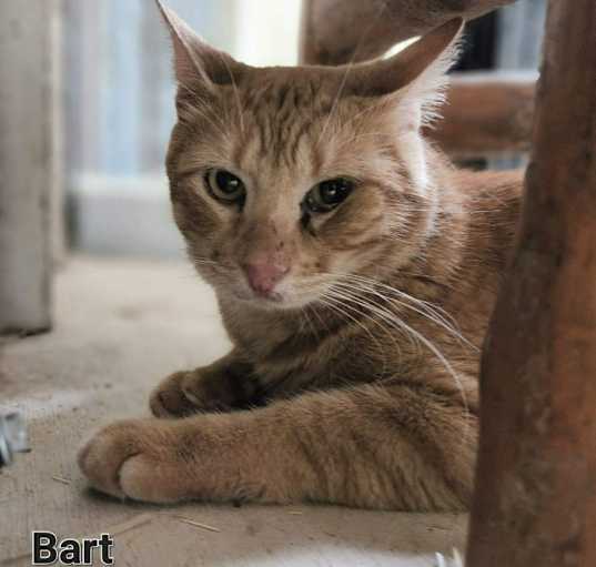 Photo of Bart