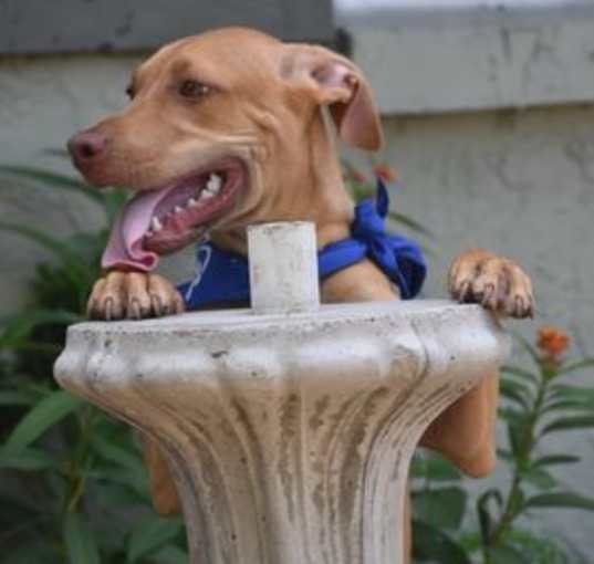 Photo of Copper
