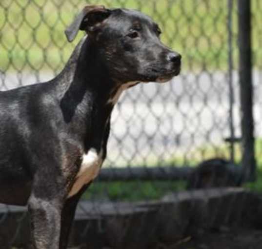 Photo of Duke