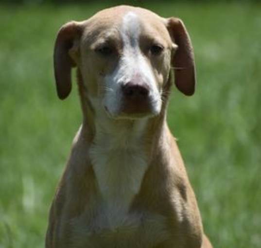 Photo of Rusty