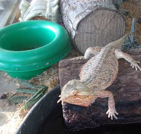 Photo of Bearded Dragons-4