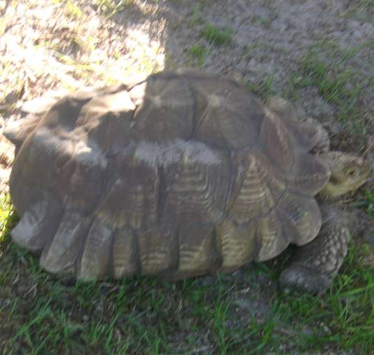 Photo of Sulcata Tortoises-6