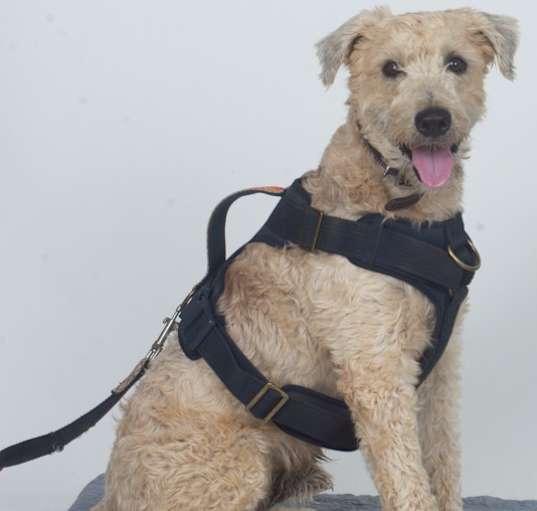 Photo of BUDDY