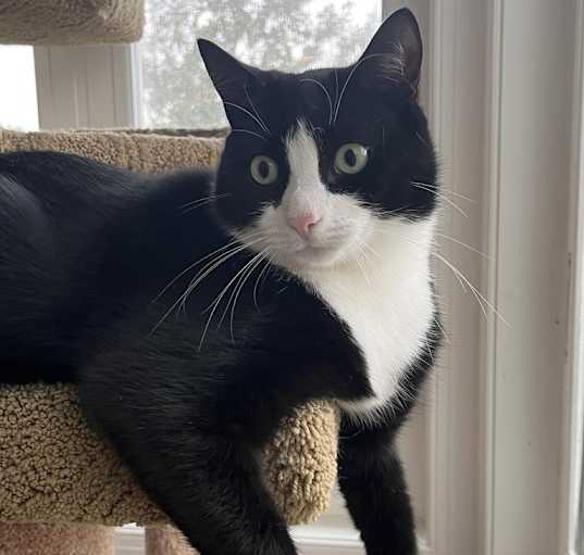 Photo of Cashew