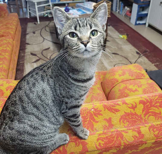 Photo of Limon