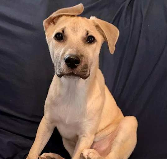 Photo of Linus (OAM)