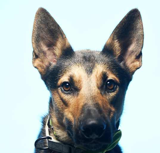 Photo of Chester - SPONSORED