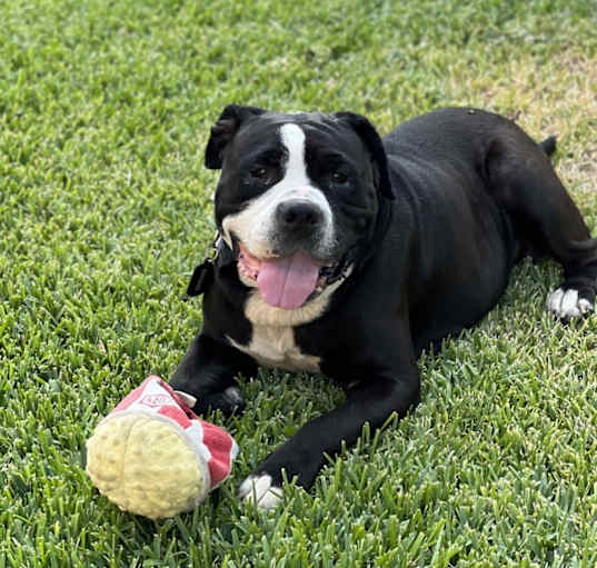 Photo of Bruno