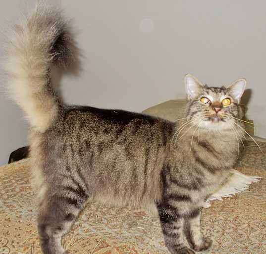 Photo of Boomer (Lap Cat)