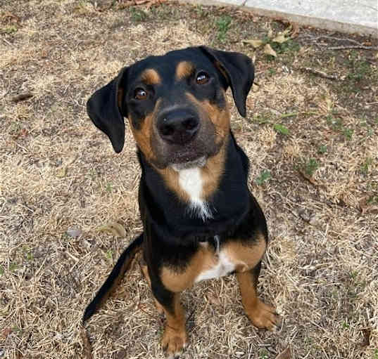 Photo of boba