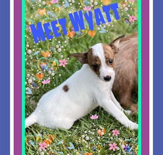 Photo of wyatt