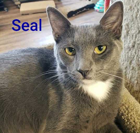 Photo of Seal