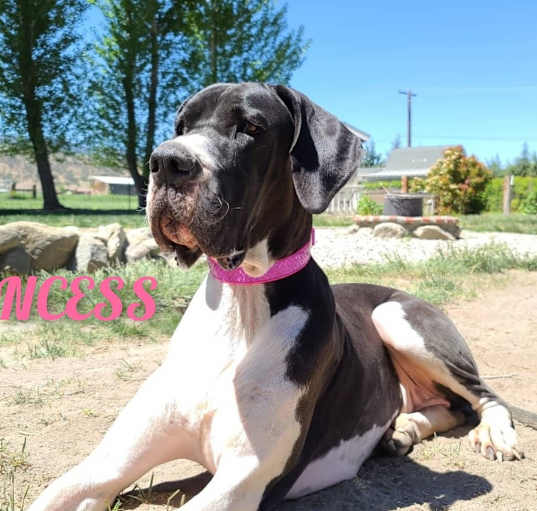 Photo of Princess