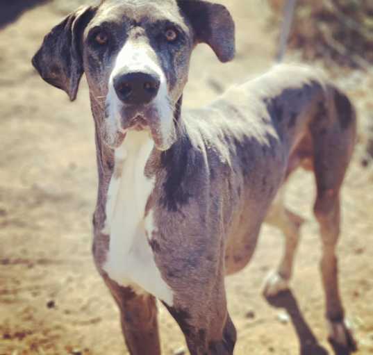 Photo of Scooby