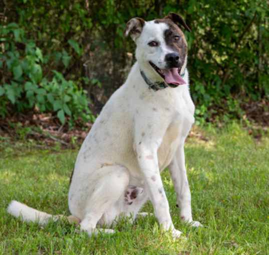Photo of Bandit