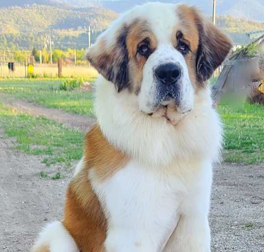 Photo of Moose
