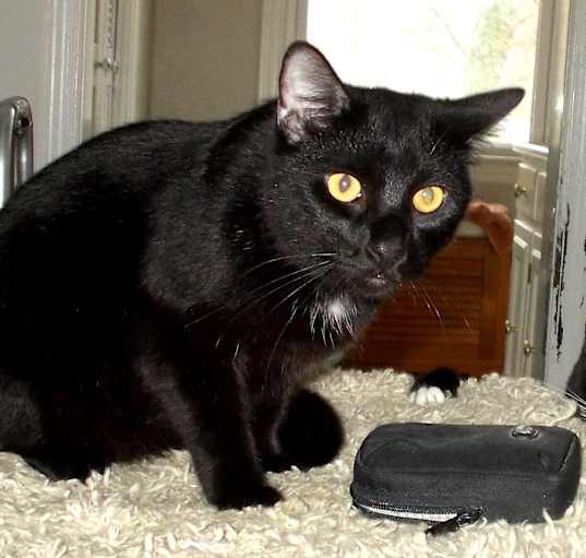 Photo of Gomez