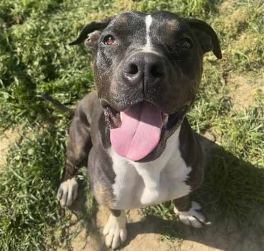 Photo of DUDLEY