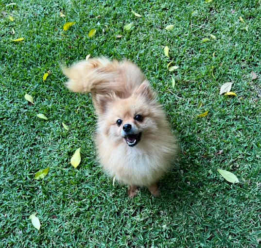 Photo of Sienna