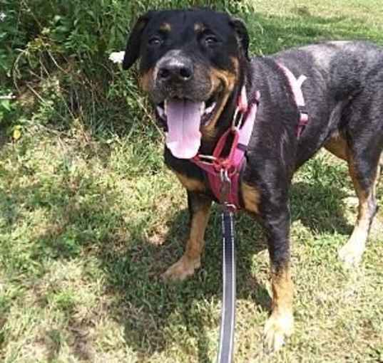 Photo of Rosa