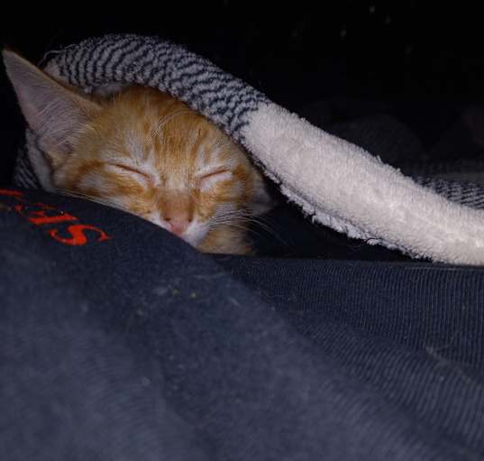 Photo of Oliver