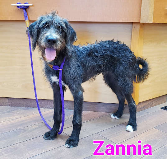 Photo of Zannia