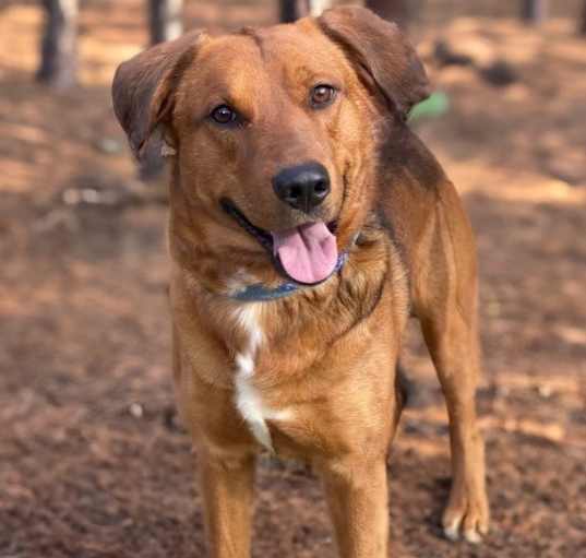 Photo of Atticus